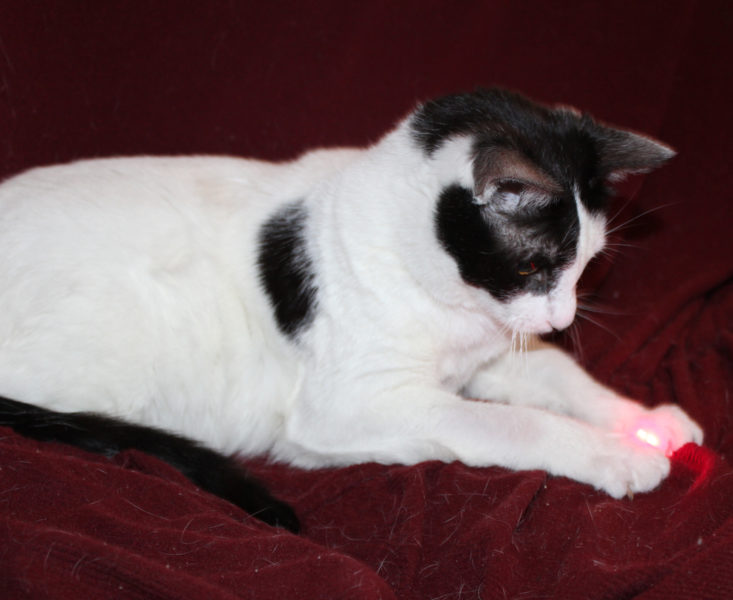 Meowbox Review April 2019 - Angus Play With Laser Tucker’s Crazy 80s Laser Pointer 1
