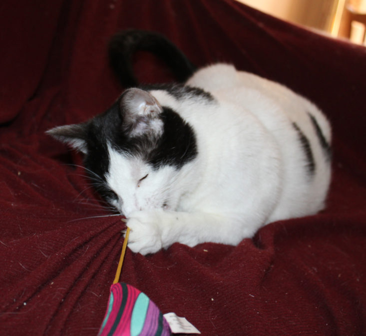 Meowbox Review April 2019 - Angus Play With Laser Tucker’s Crazy 80s Laser Pointer 2