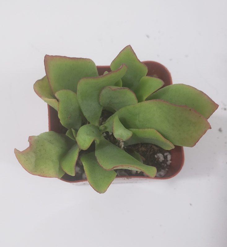 Succulents Box Review April 2019 - Ripple Jade Crassula Top