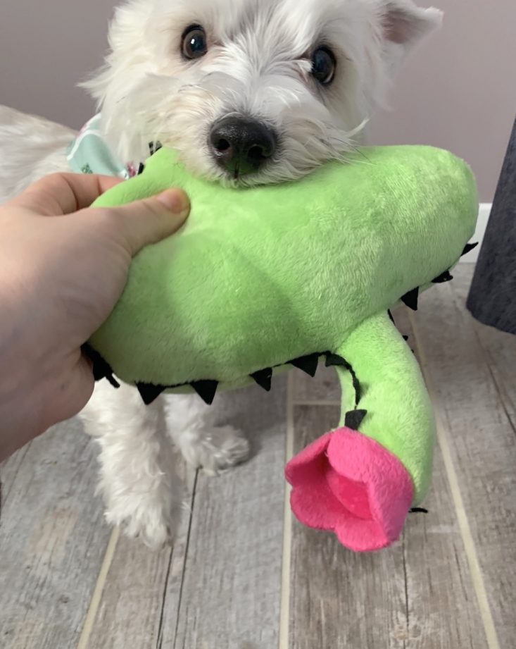 The Dapper Dog April 2019 - Cactus 3
