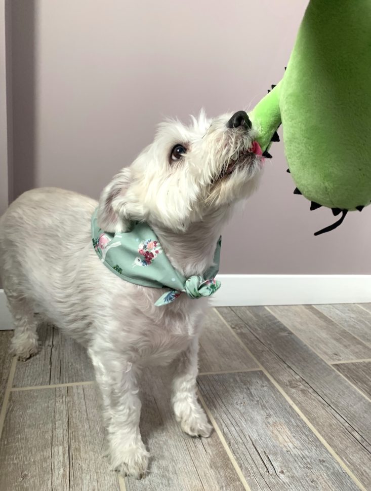 The Dapper Dog April 2019 - Cactus 4