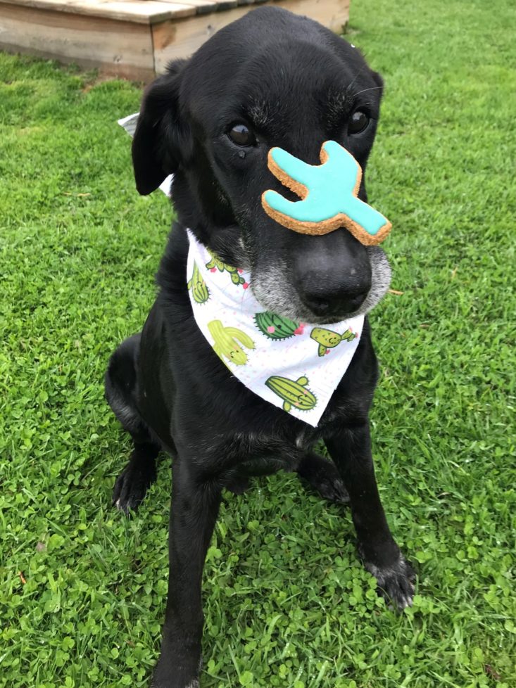 Mini Monthly Mystery Box For Dogs May 2019 - Emmy’s Gourmet Canine Creations Cactus Cookie And Pink and Cactus Flannel Bandana On Gunner