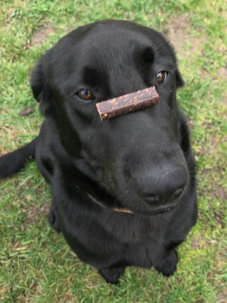 Mini Monthly Mystery Box For Dogs May 2019 - Prickly Pete’s Southwest Steak Strips On Scout Top