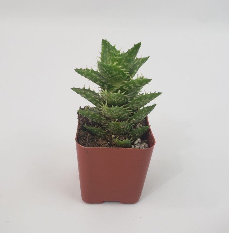 Succulents Box Review June 2019 - Tiger Tooth Aloe Juvenna 1 Front