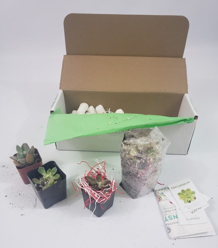 Succulents May 2019 - All Product