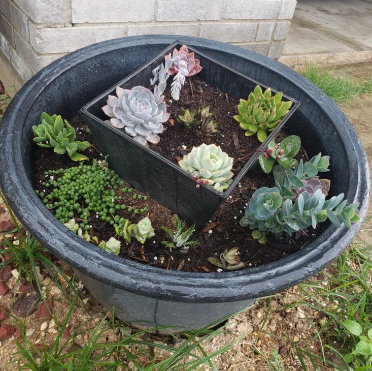 Succulents May 2019 - Flower Pot Side Front