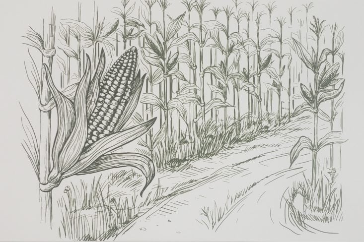 Deadbolt Mystery Society “The Body Farm - Hand Drawn Picture of Corn Field