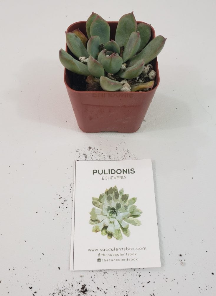 Succulents August 2019 - Pulidonis Echeveria 1