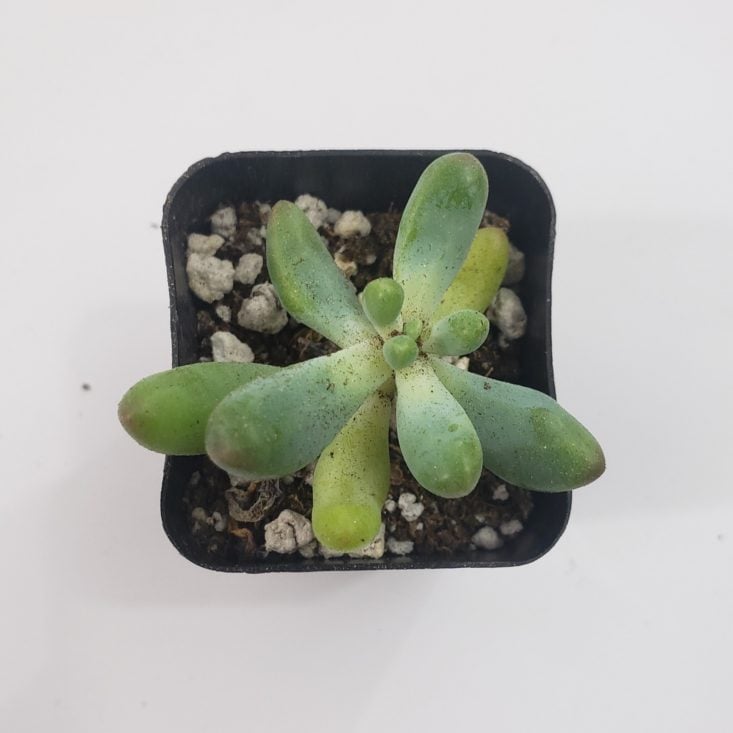 Succulents July 2019 - Sedum Pachyphyllum Green Jelly Bean Sedum 2 Top