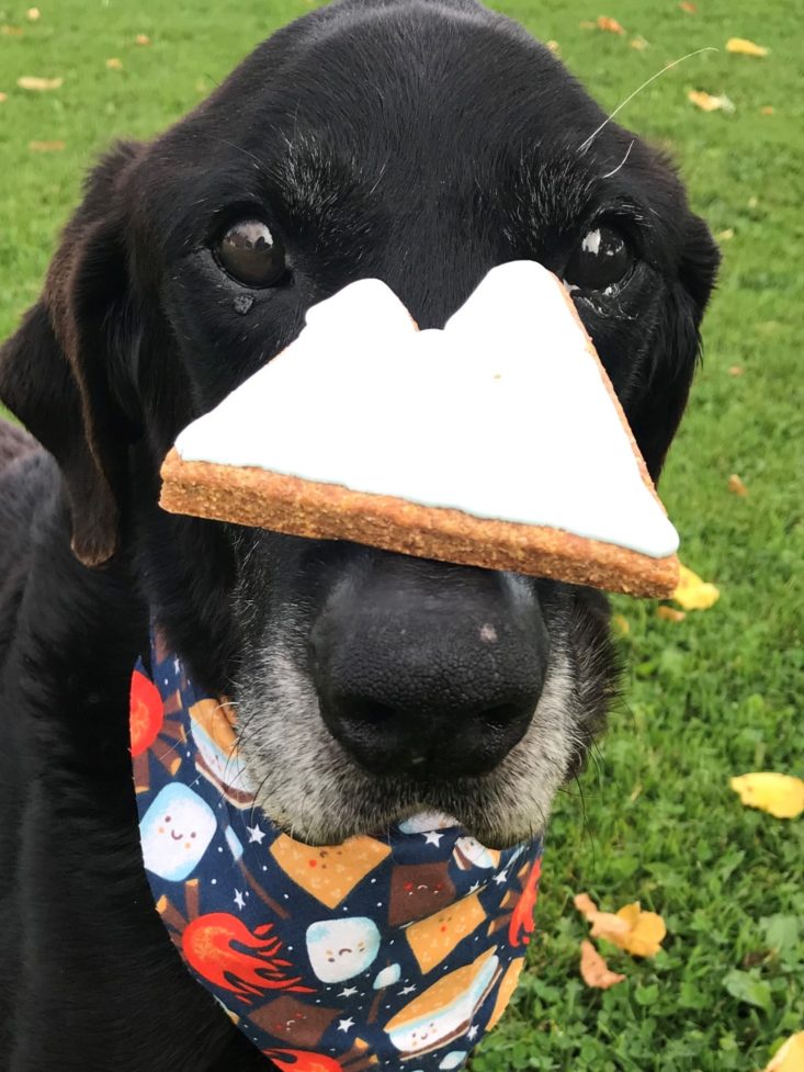 Pet Treater Dog September 2019 - Emmy’s Gourmet Canine Creations Mountain Cookie On Gunners Nose